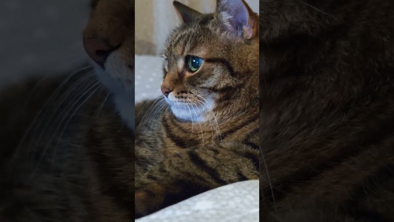 Много общего 🙀💃🤔🤣 #cat #кот #юмор #котушка #приколы #funny #цитаты