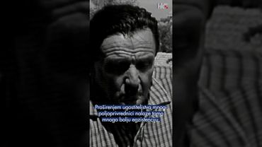 Arhiva: Berba lavande na Hvaru