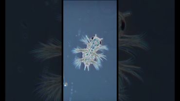 Мини-монстр, который линяет 6 раз! Науплиус в деталях 🔬