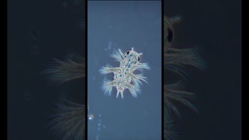 Мини-монстр, который линяет 6 раз! Науплиус в деталях 🔬