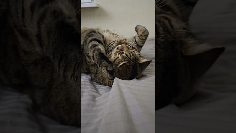 Главный урок 💰😺🤔🤣 #cat #кот #юмор #котушка #приколы #цитаты #funny