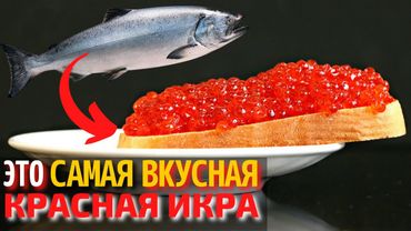 Топ 10 Самых Вкусных Видов Икры | Самая Вкусная Красная Икра | Как Выбрать Красную Икру
