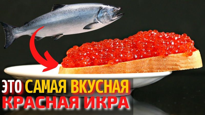 Топ 10 Самых Вкусных Видов Икры | Самая Вкусная Красная Икра | Как Выбрать Красную Икру