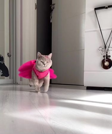 #котикиприколы