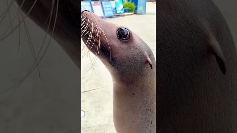 I love sea lions core#sealions #funny #animals #seal #usa