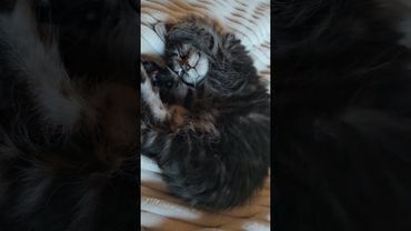 Наша Рыся сладко спит. Мейн-кун, которому уже 2 месяца.