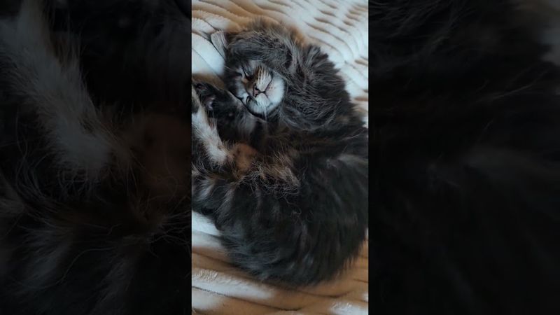 Наша Рыся сладко спит. Мейн-кун, которому уже 2 месяца.