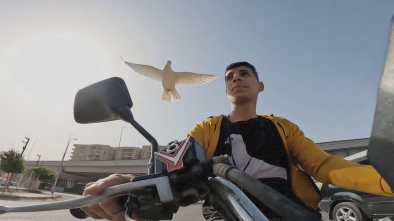 Египетский дрессировщик научил голубя всегда летать рядом