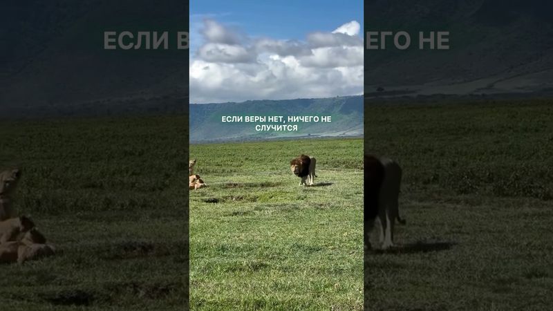 #Философия #Мотивация #Цитаты #Львы #Shorts