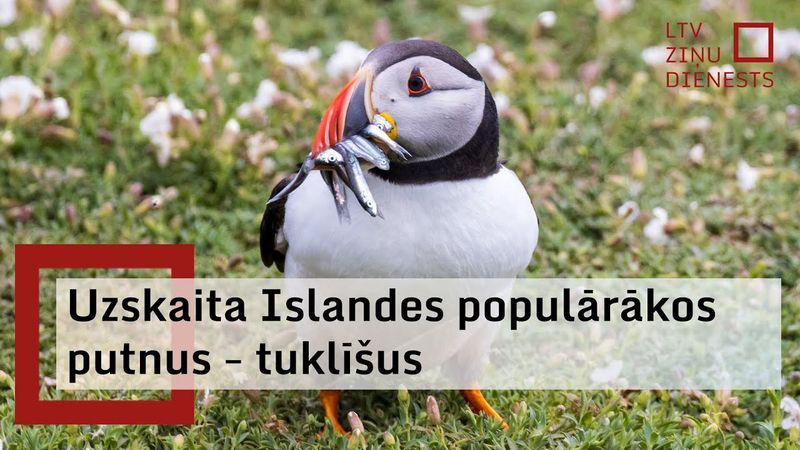 Islandes populārāko putnu – tuklīšu – populācija samazinās