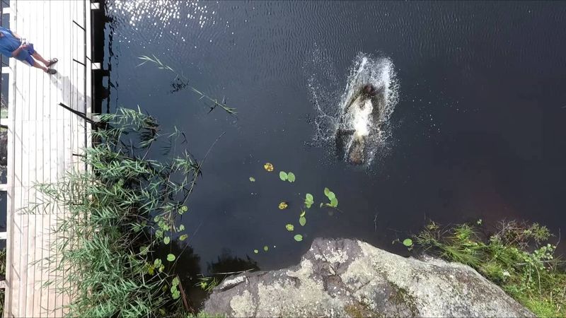 Отпуск 2016, Хвойное.