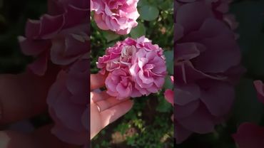 цветение Санта-Барбара и мистик баблз 🔥