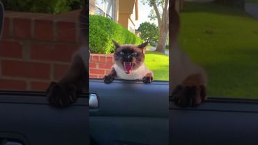[Oops! Car Horn] Accidentally Scared the Cat! 🤣 Instant Nuclear Meltdown Compilation (Viral 2025)