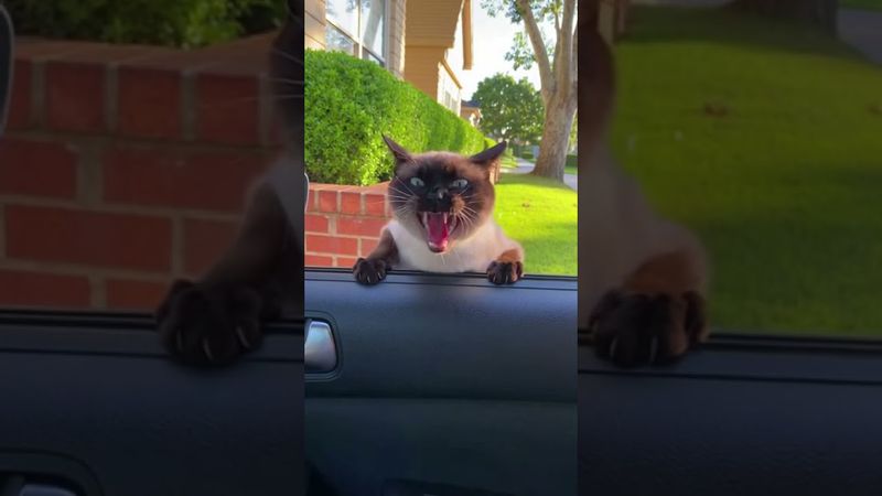 [Oops! Car Horn] Accidentally Scared the Cat! 🤣 Instant Nuclear Meltdown Compilation (Viral 2025)