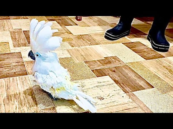 У нашего Жорика почти ОТРОС ХВОСТ и он хвастается им перед папой Владом!!!