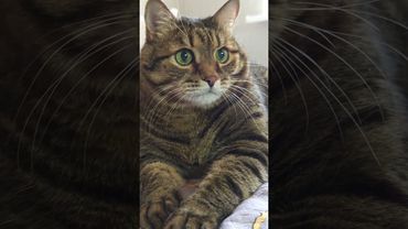 Опять шумят соседи🙀🤔🙄🤣 #cat #кот #юмор #котушка #приколы #цитаты