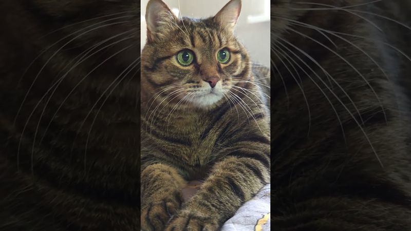 Опять шумят соседи🙀🤔🙄🤣 #cat #кот #юмор #котушка #приколы #цитаты