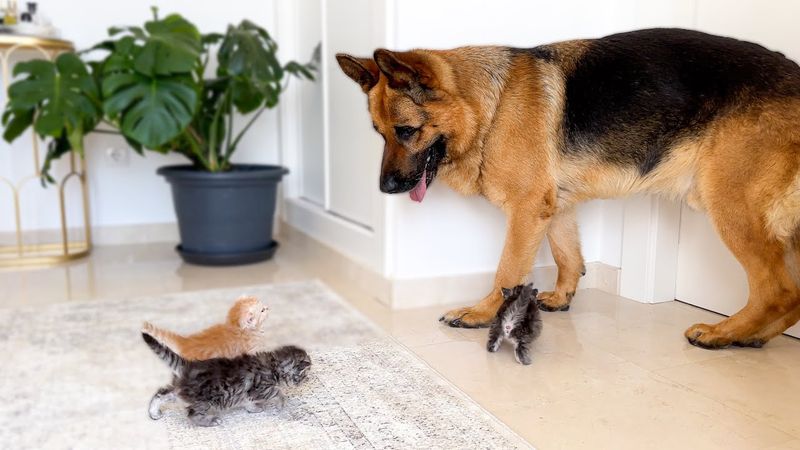 Tiny Kittens Attack This Big German Shepherd… With Love 🥹❤️