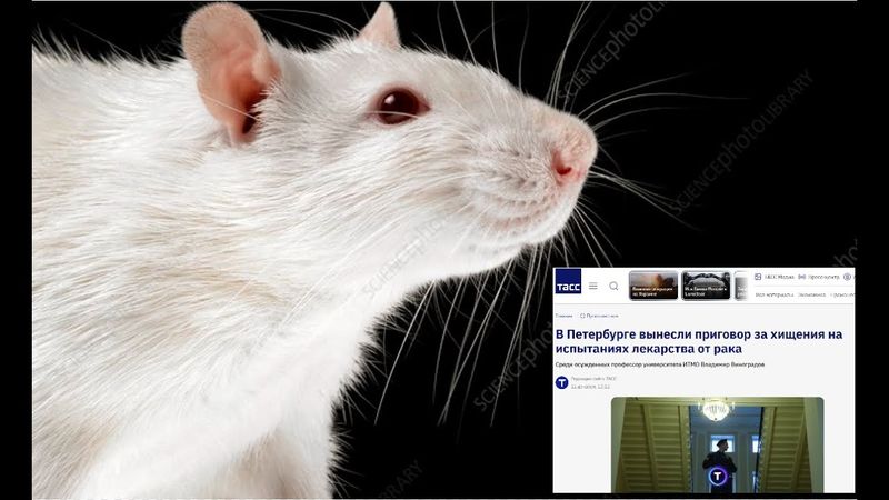 Penipu Berjas Putih: Penipuan Sistematis dalam Skala Global