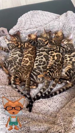 Бенгальский кот — это настоящий домашний леопард! 🐆 🐾 Порода была выв...