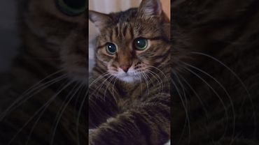 ❤Треугольник ❤😻🙀🤣 #cat #кот #юмор #котушка #котофейка #приколы #цитаты