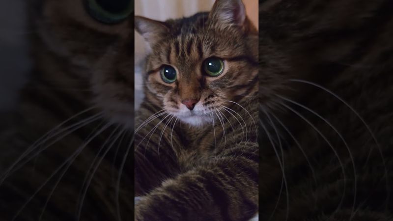 ❤Треугольник ❤😻🙀🤣 #cat #кот #юмор #котушка #котофейка #приколы #цитаты