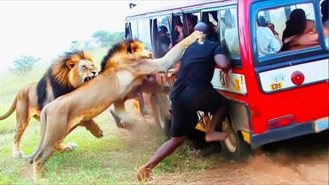 9 ЖУТКИХ СЛУЧАЕВ, когда животные убивали людей