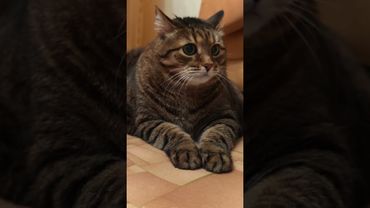 Брак 🙀😮🤔🤣 #cat #кот #юмор #котушка #приколы #цитаты