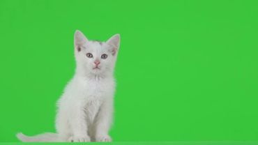Белый котёнок на хромакее2