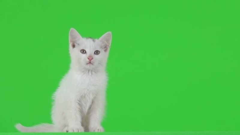 Белый котёнок на хромакее2