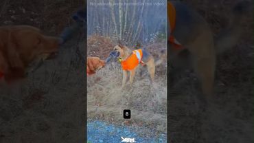 Funny Dogs With Sticks🪵🤣 Wich One Is Your Favorite?