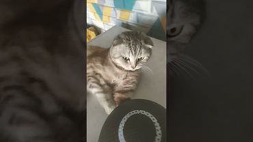 #а4 #глент #reels #shorts