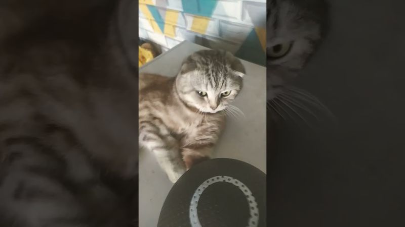 #а4 #глент #reels #shorts