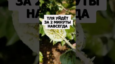 Тля уйдет за две минуты навсегда #дача #сад #огород #урожай