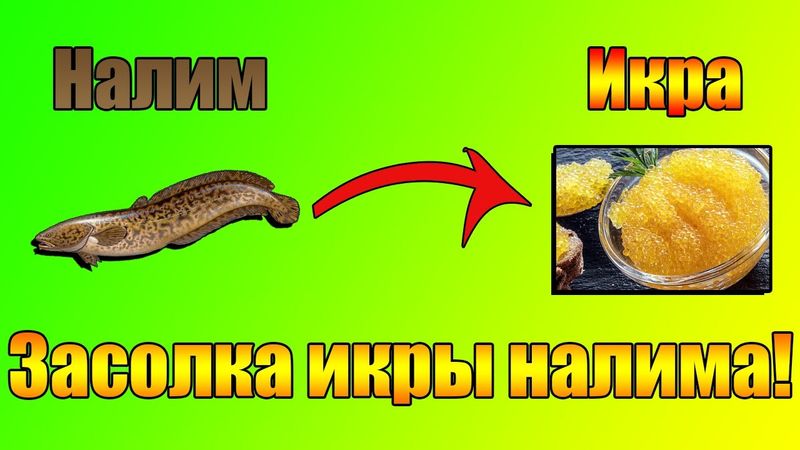 Что приготовить из НАЛИМА!!! Как ПОСОЛИТЬ ИКРУ РЕЧНОЙ РЫБЫ просто в ДОМАШНИХ УСЛОВИЯХ!!!