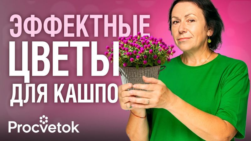 ПЕТУНИЯ ОТДЫХАЕТ! Самые эффектные и некапризные цветы для кашпо