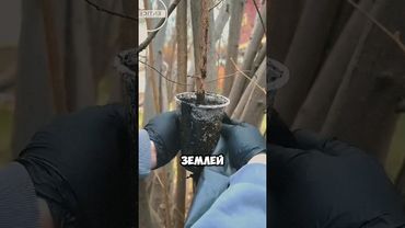 Правильная обрезка деревьев #дача #сад #огород