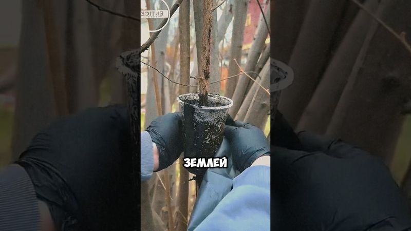 Правильная обрезка деревьев #дача #сад #огород