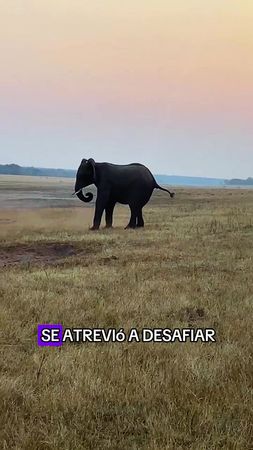 A honey badger dared to challenge an elephant.#animals #Foryou #Frien...