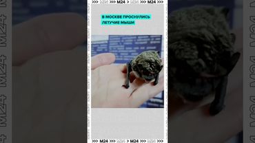 🦇 Летучие мыши проснулись в Москве: зачем они городу и как себя вести?