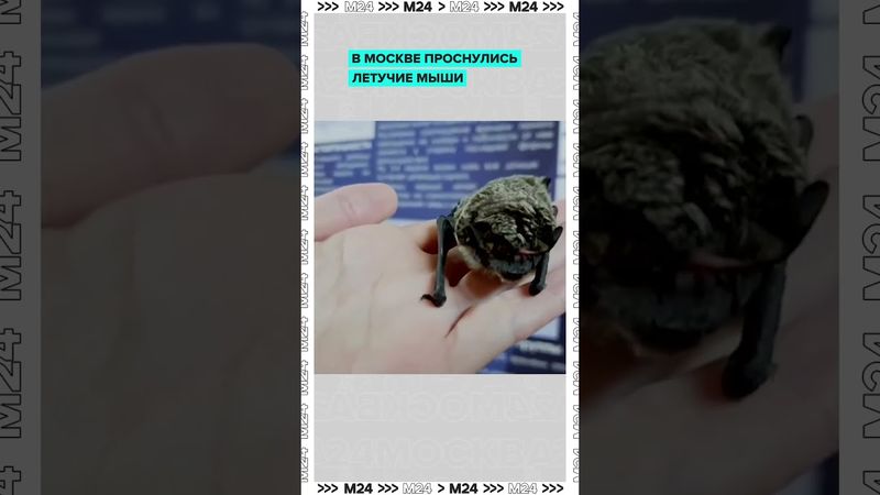 🦇 Летучие мыши проснулись в Москве: зачем они городу и как себя вести?