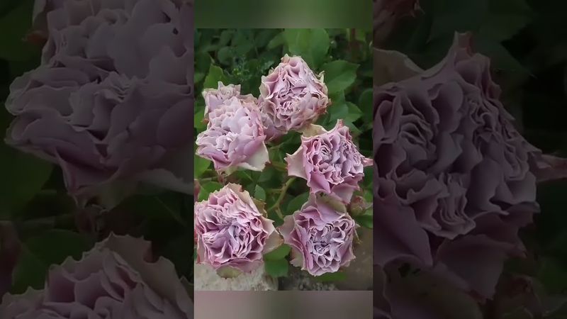 Роза 🌹 Бурбон стрит( Bourbon Street)