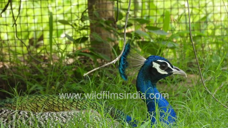 Peacocks displaying in the pre-monsoon season at Indian Peafowl Delhi sanctuary of wildfilmsindia