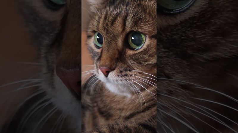 Характер 🙀🤔😉🤣 #cat #кот #юмор #котушка #приколы #цитаты #смех