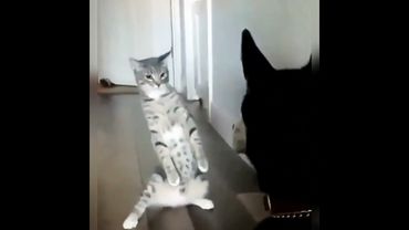 Веселые коты / Смешные котики / Коты приколы / Забавные животные / Смешные коты