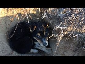 Бездомный щенок попал в беду