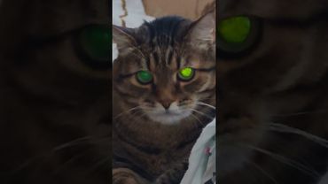 Характер замечательный 🙀😉🤔🤣 #cat #кот #юмор #котушка #приколы #цитаты