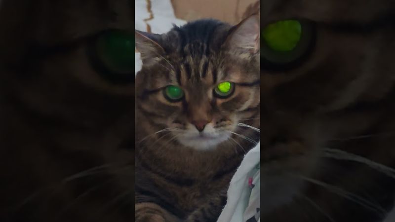 Характер замечательный 🙀😉🤔🤣 #cat #кот #юмор #котушка #приколы #цитаты