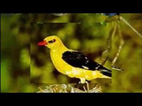 Джемма Халид — Иволга zh Игорь К zh Оксана К Журины