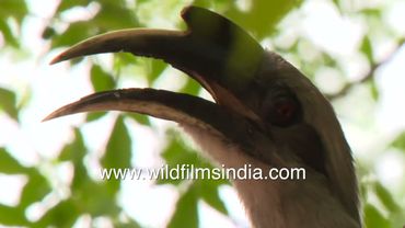 Close-up of a Hornbill's casque as male comes in to regurgitate berries for the incercerated female